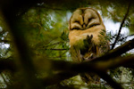 Barn Owl